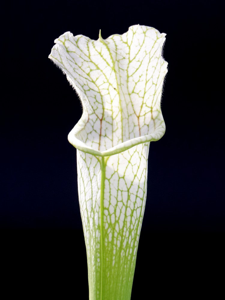 Sarracenia leucophylla "White Top" x L14 MK Russell Road, Citronelle, AL