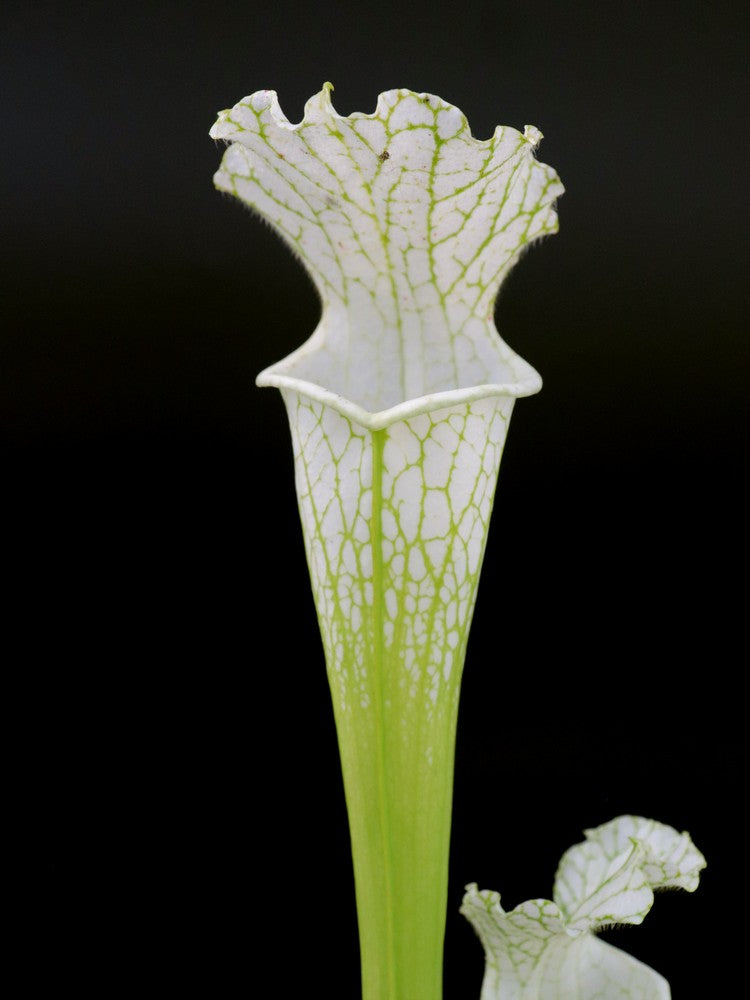 Sarracenia leucophylla var. alba x L04 MK 'Schnell's ghost'