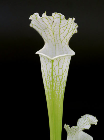 Sarracenia leucophylla var. alba x L04 MK 'Schnell's ghost'