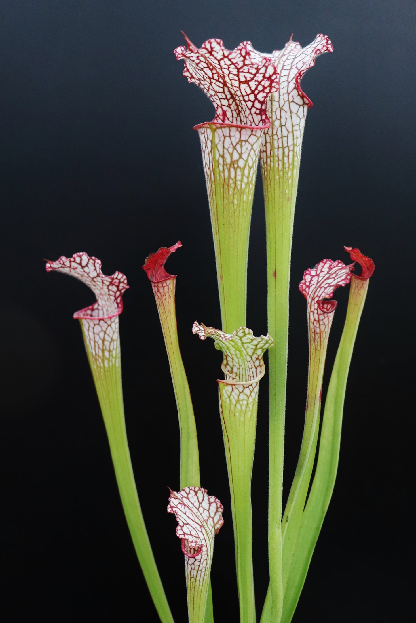Sarracenia leucophylla Red & White, Pubescent L07 MK