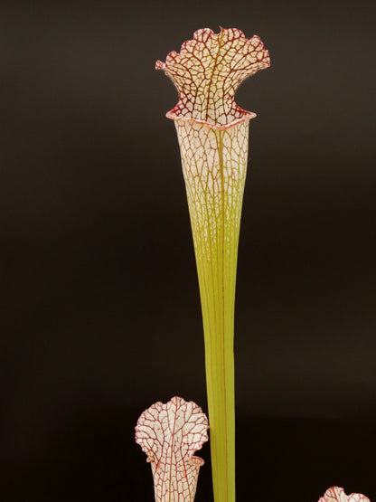 Sarracenia leucophylla "Red tube" Srba