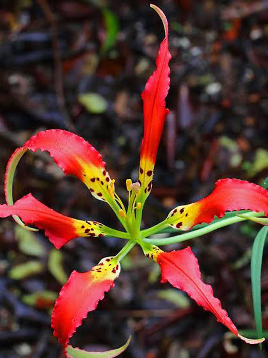 Frische Samen von LILIUM CATESBAEI