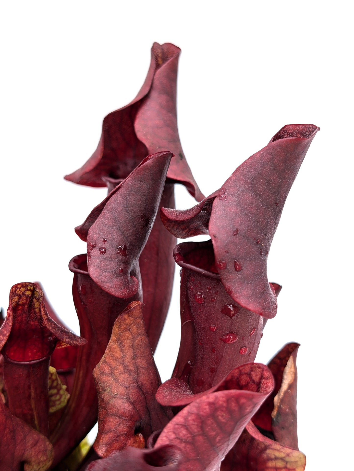 H135 GC  Sarracenia "Little Devil"
