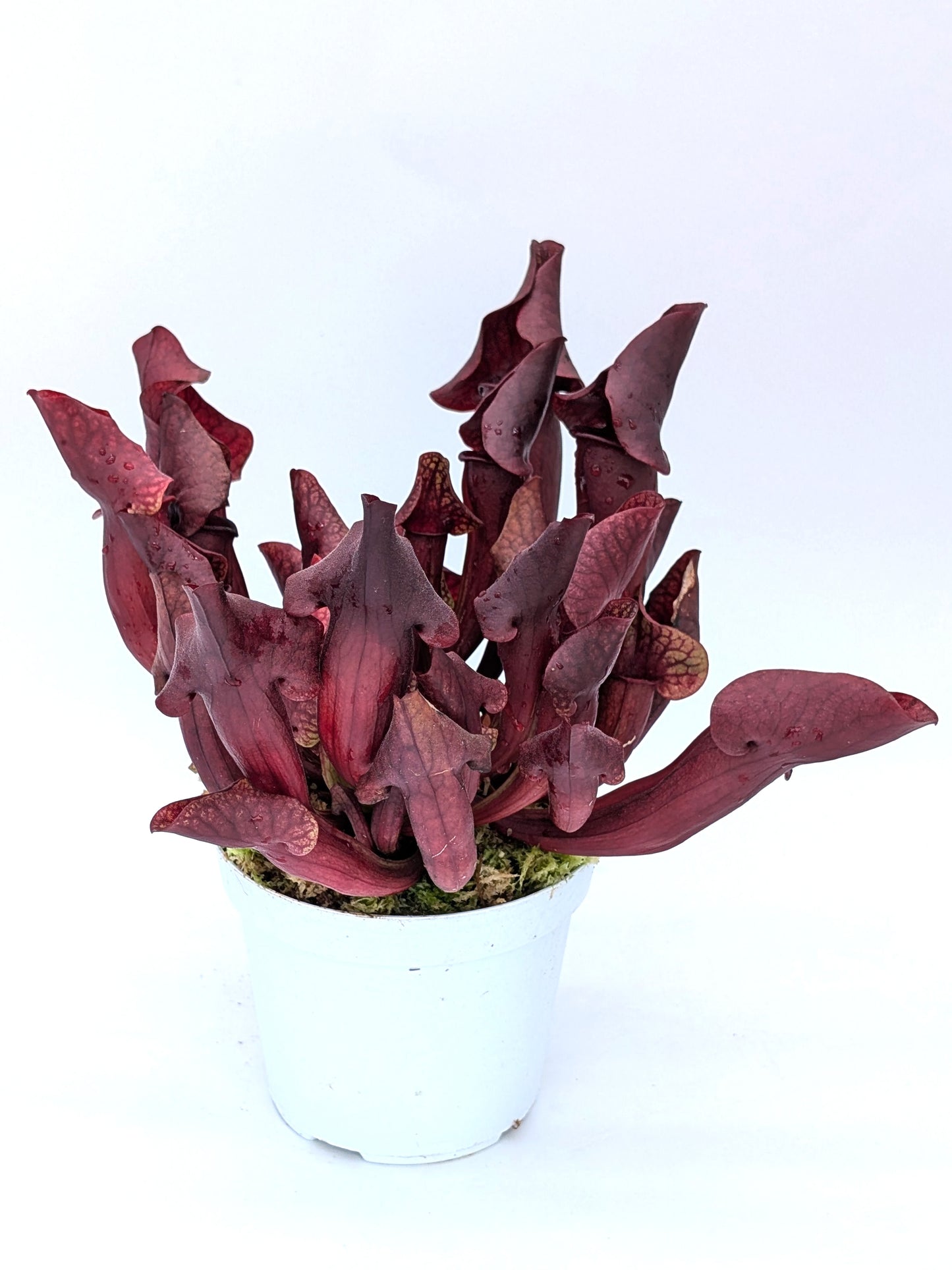 H135 GC  Sarracenia "Little Devil"