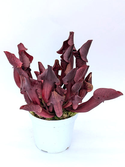 H135 GC  Sarracenia "Little Devil"