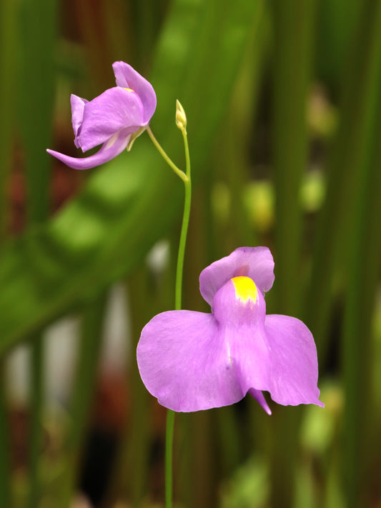 Utricularia longifolia