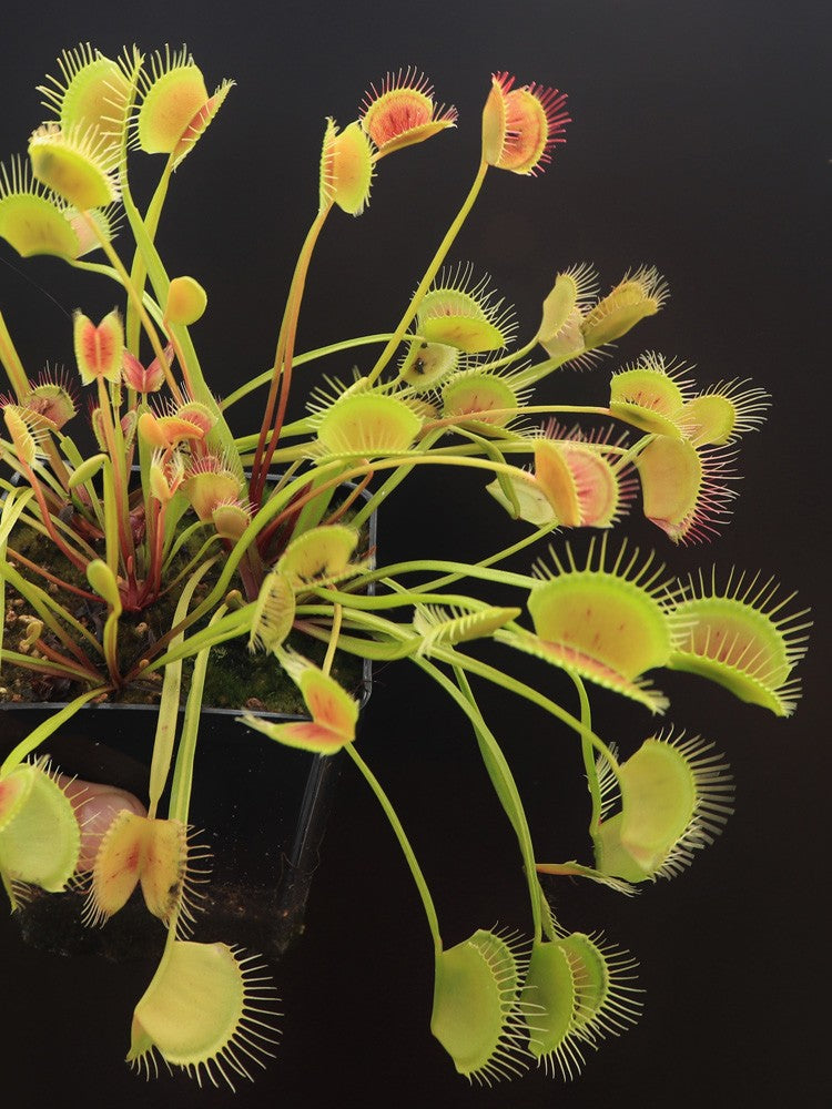 Dionaea muscipula "Long petiole"