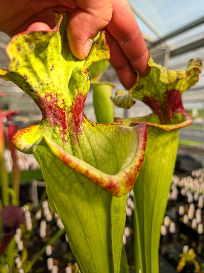 AUKTION 7 : Sarracenia "Lurch"  ML Size