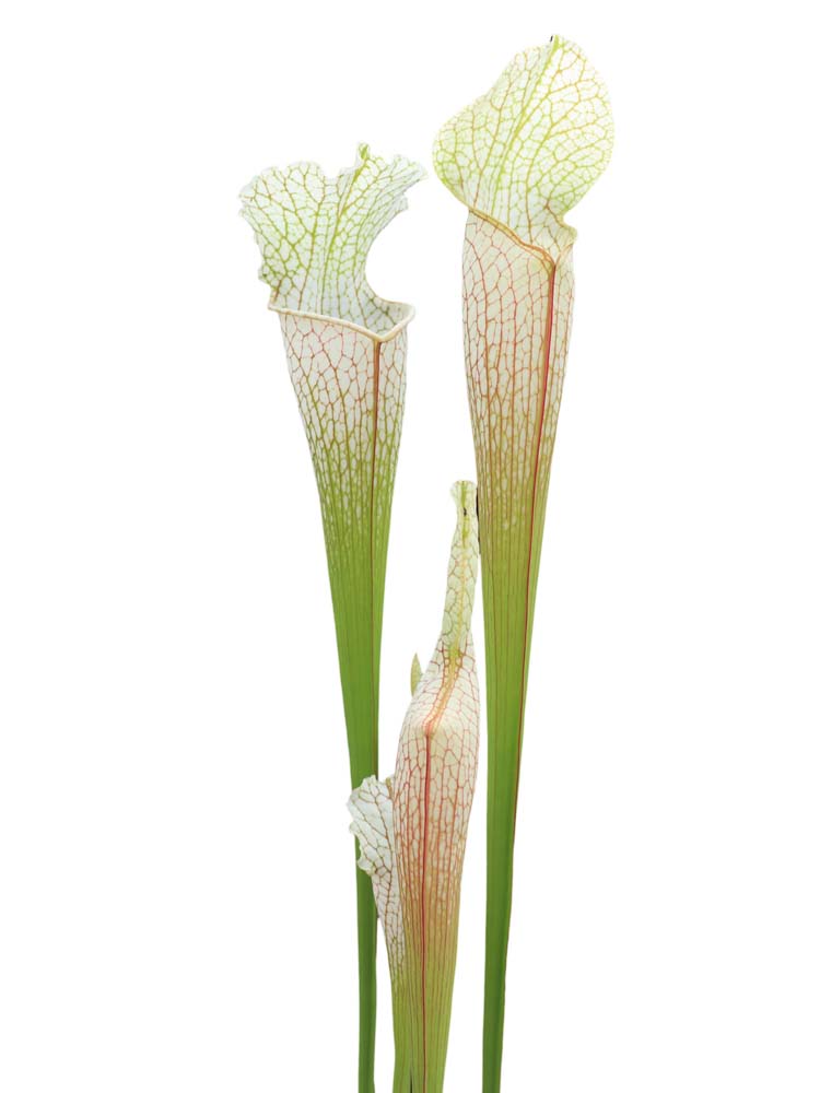 Sarracenia leucophylla  Citronelle, Alabama
