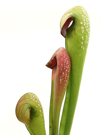 Sarracenia minor var. okefenokeensis "Giant" M18 MK x SELF