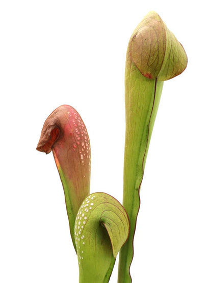Sarracenia minor var. okefenokeensis "Giant" M18 MK x SELF