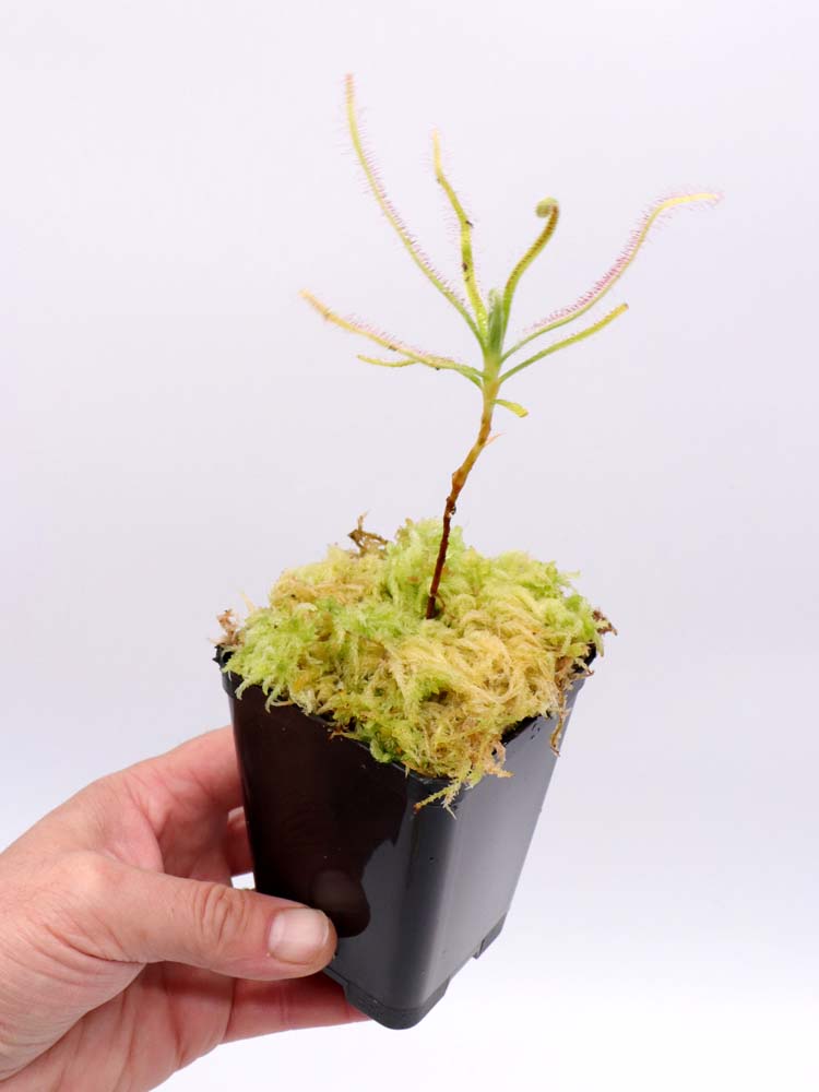 Drosera magnifica  Pico Padre Angelo, Minas Gerais, Brazil