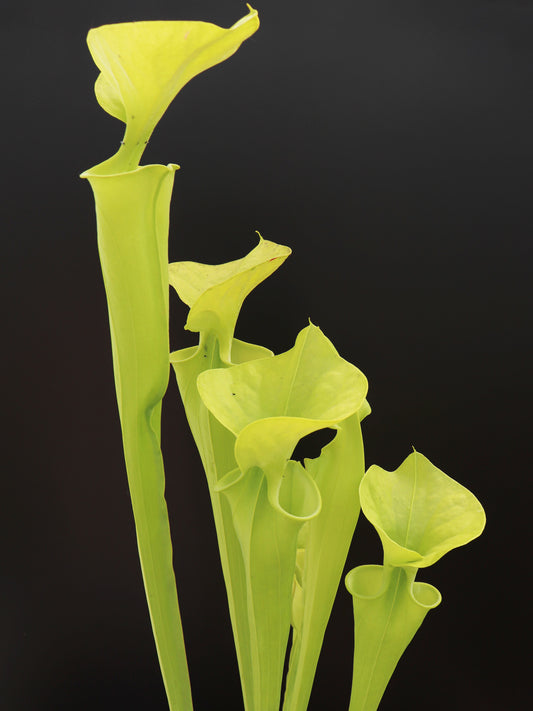 Sarracenia flava var. maxima F3 MK