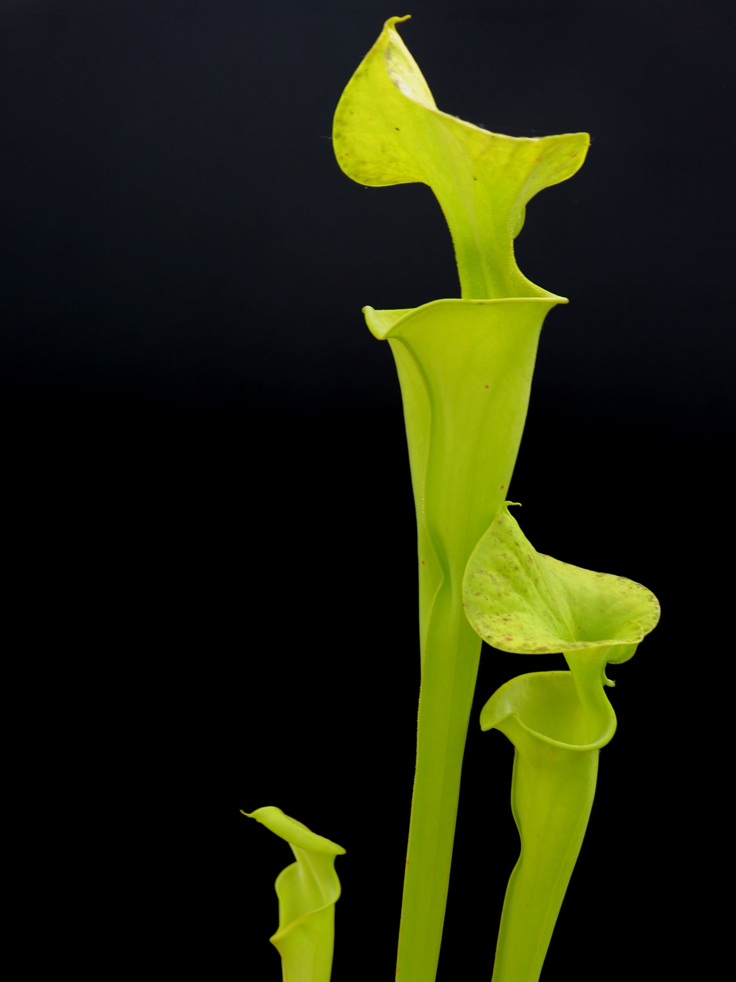 Sarracenia flava var. maxima "Tall yellowish green pitchers"  FL17 RVL
