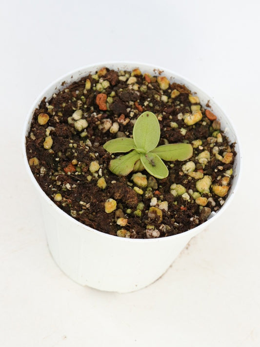 Pinguicula megaspilaea Marmaris, Anatolien, Türkei