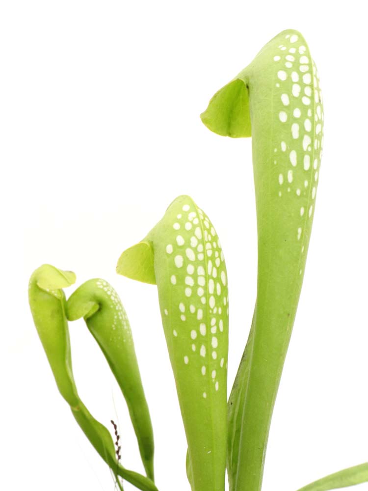 Sarracenia minor f. viridescens