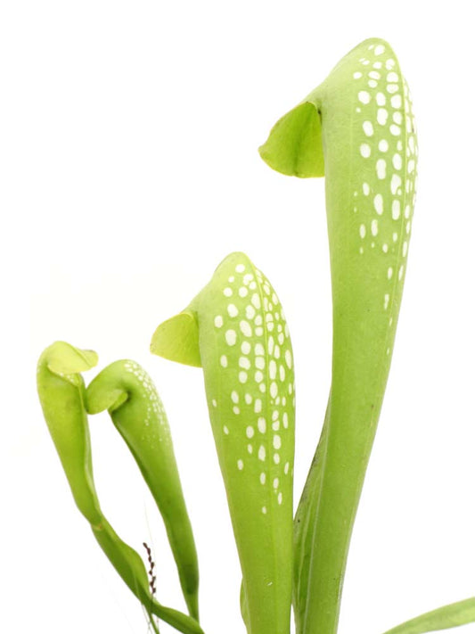 Sarracenia minor var. viridescens