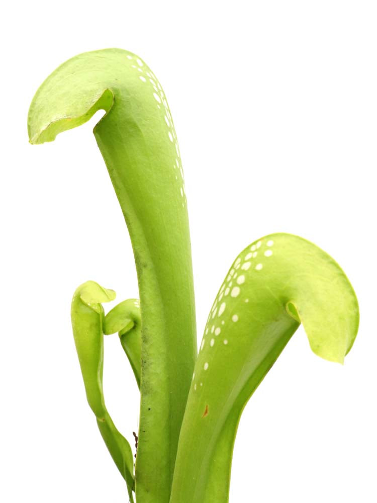 Sarracenia minor f. viridescens