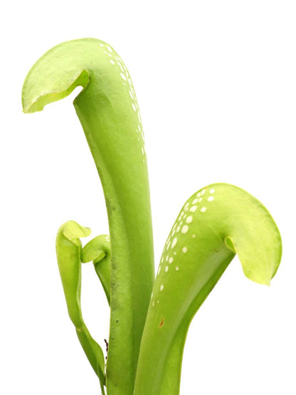 Sarracenia minor f. viridescens