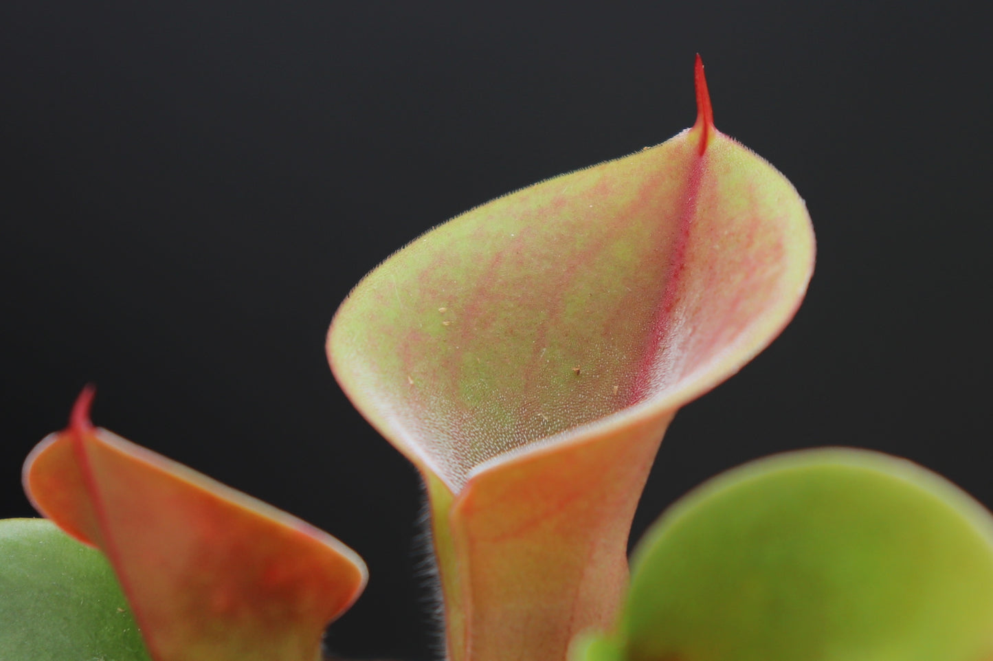 Heliamphora Minor Luna Red