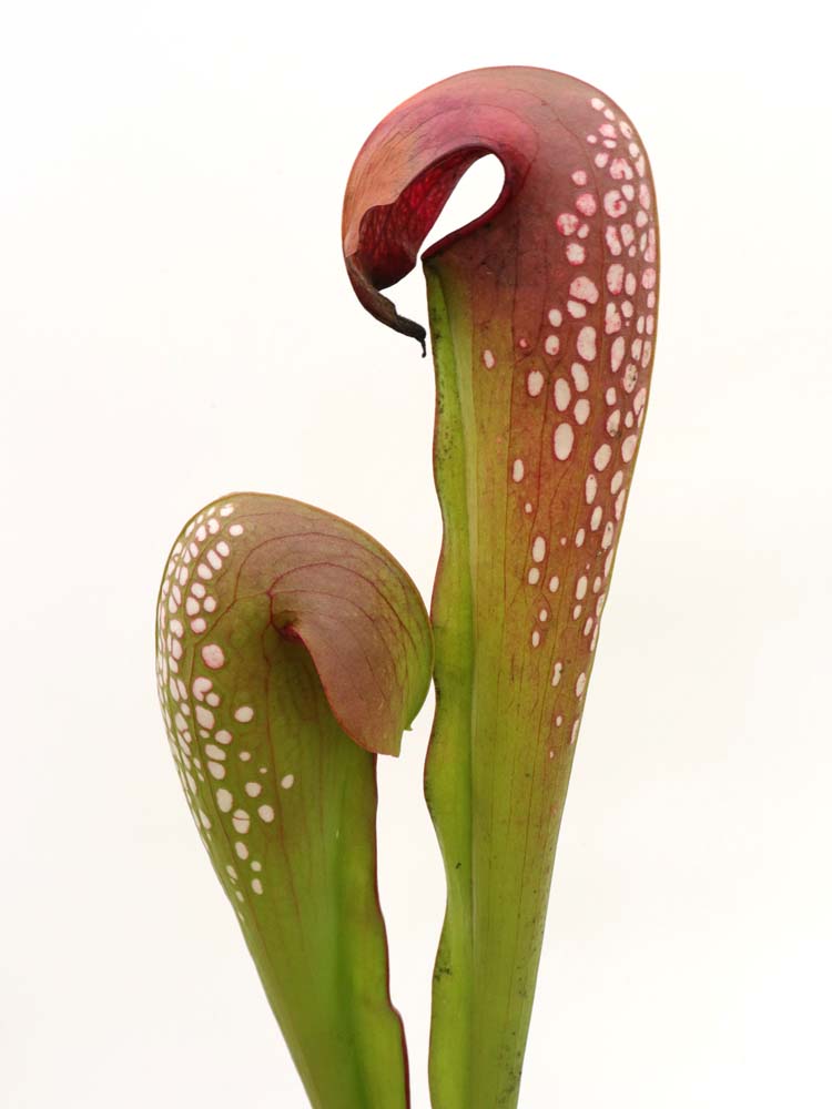 FRISCHE SAMEN von SARRACENIA MINOR „Braunkopf“