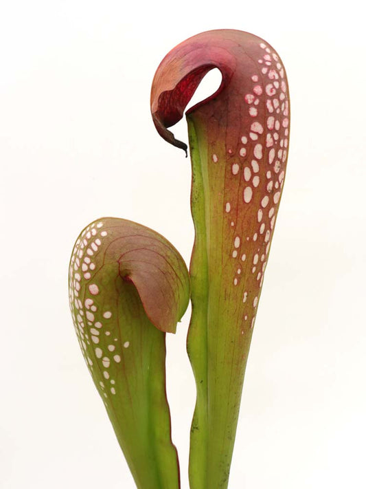 FRISCHE SAMEN von SARRACENIA MINOR „Braunkopf“