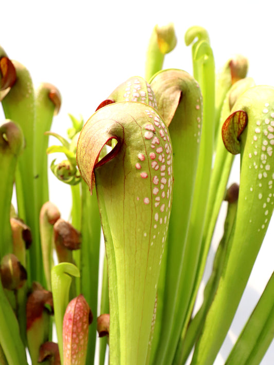 Sarracenia minor var. okefenokeensis Chesser Island, Georgia