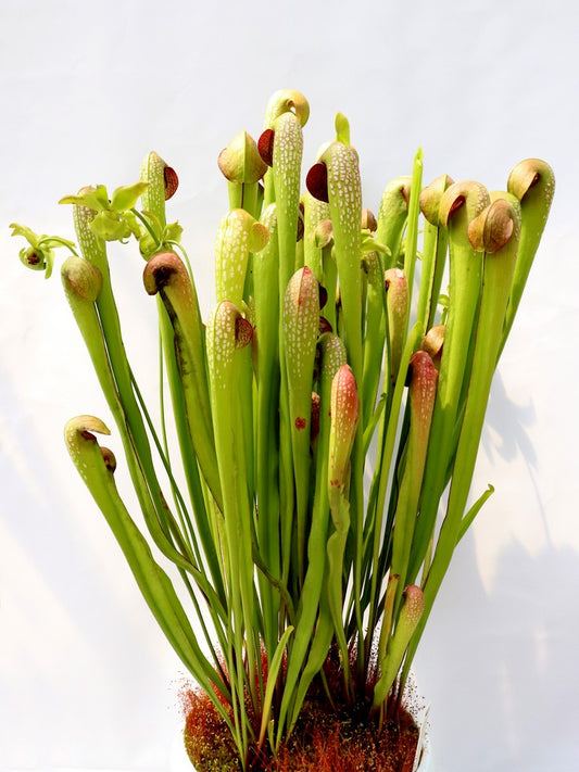 FRISCHE SAMEN von SARRACENIA MINOR VAR. OKEFENOKEENSIS „RIESE“ AA
