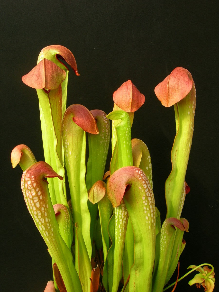 Sarracenia minor "Marston Clone" x SELF