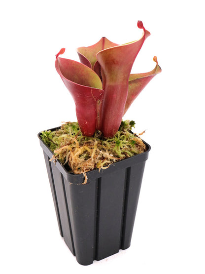 Heliamphora minor  Selection 4