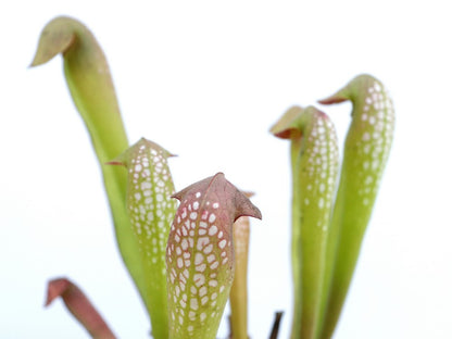 Sarracenia minor  typical form