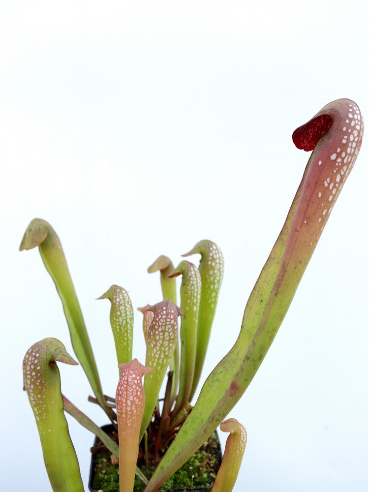 Sarracenia minor  typical form