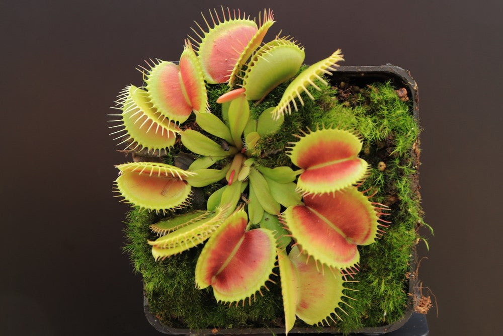 Dionaea muscipula "Monkey ass"