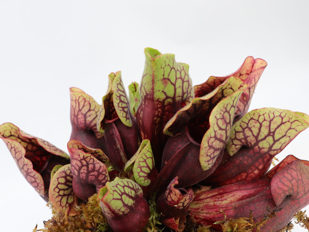 PV3 GC  Sarracenia purpurea ssp. venosa var. montana "Red"