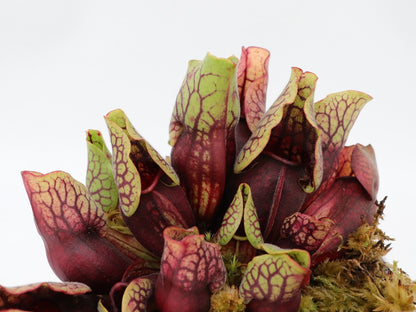 PV3 GC  Sarracenia purpurea ssp. venosa var. montana "Red"