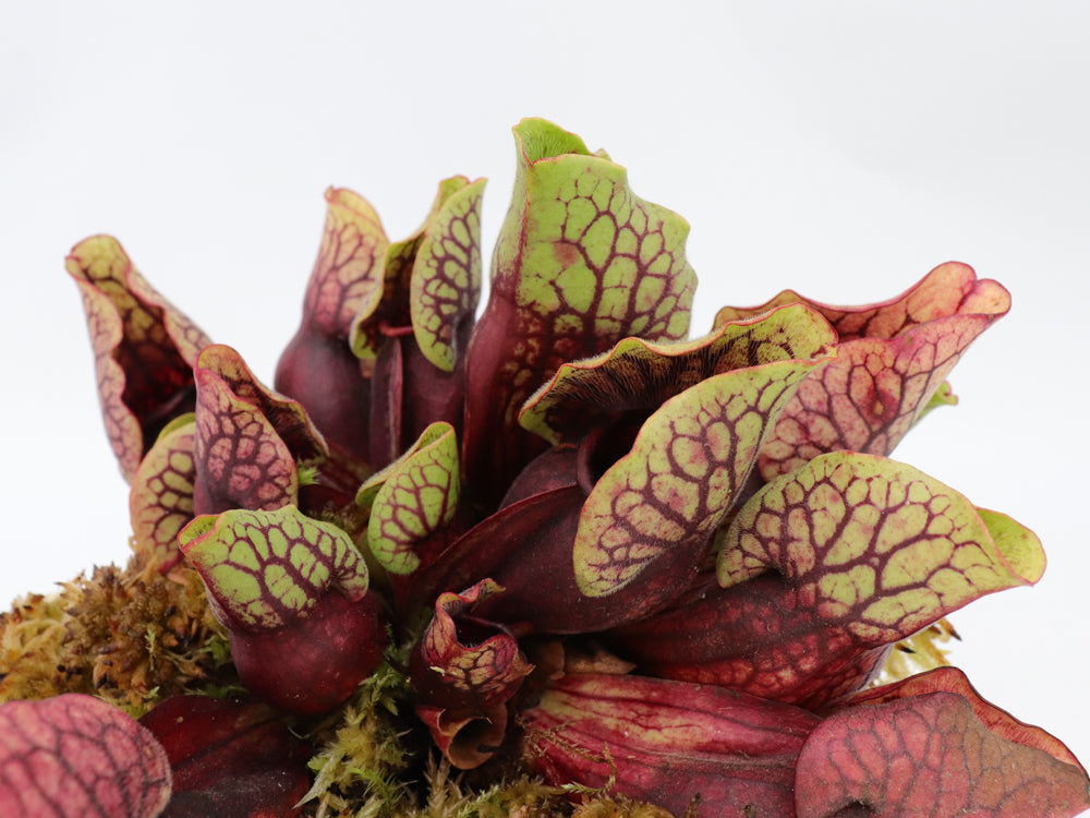 PV3 GC  Sarracenia purpurea ssp. venosa var. montana "Red"