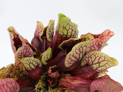 PV3 GC  Sarracenia purpurea ssp. venosa var. montana "Red"