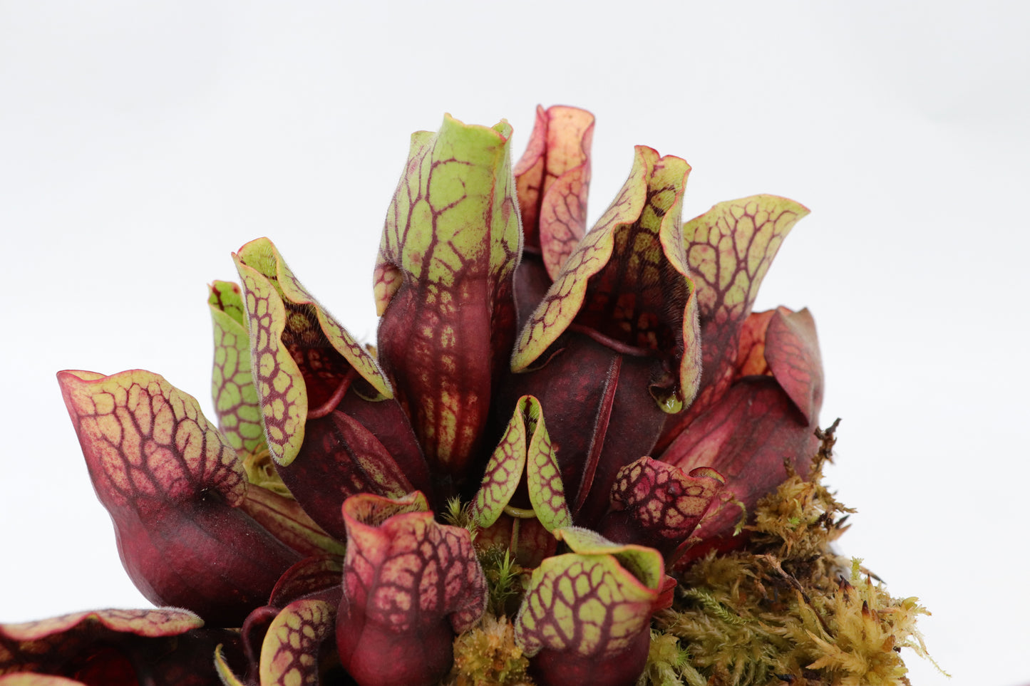 PV3 GC  Sarracenia purpurea ssp. venosa var. montana "Red"