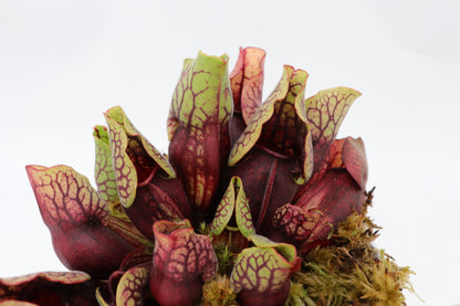 PV3 GC  Sarracenia purpurea ssp. venosa var. montana "Red"