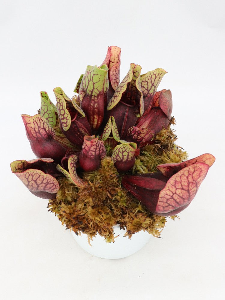 PV3 GC  Sarracenia purpurea ssp. venosa var. montana "Red"