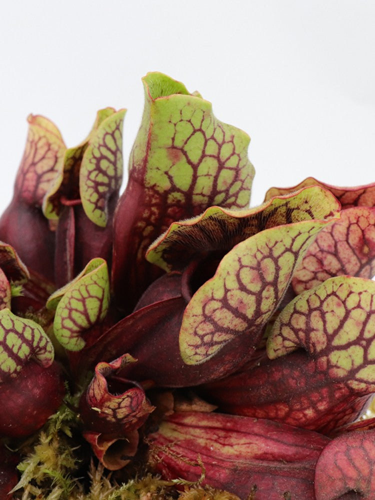 PV3 GC  Sarracenia purpurea ssp. venosa var. montana "Red"