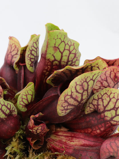 PV3 GC  Sarracenia purpurea ssp. venosa var. montana "Red"