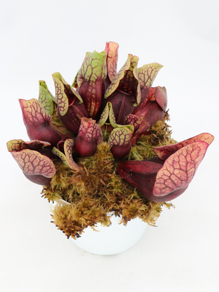 PV3 GC  Sarracenia purpurea ssp. venosa var. montana "Red"