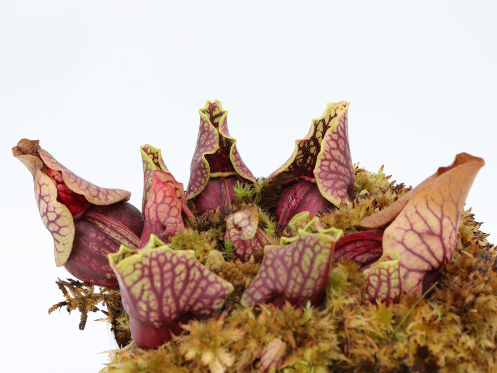 Sarracenia purpurea ssp. venosa var. montana