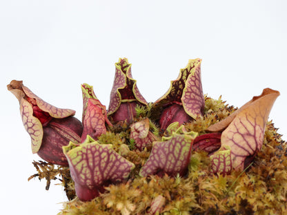 Sarracenia purpurea ssp. venosa var. montana