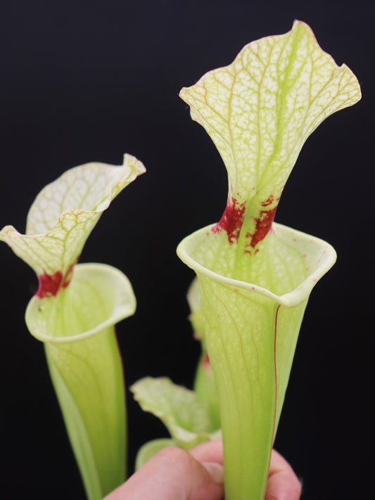H6 GC  Sarracenia "Butterfly"