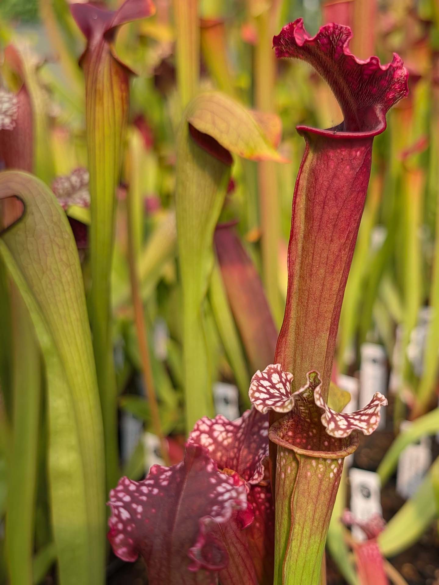 Sarracenia 'Mr Purplehaze'