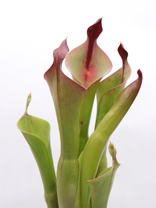 Heliamphora neblinae Cerro Neblina, Venezuela