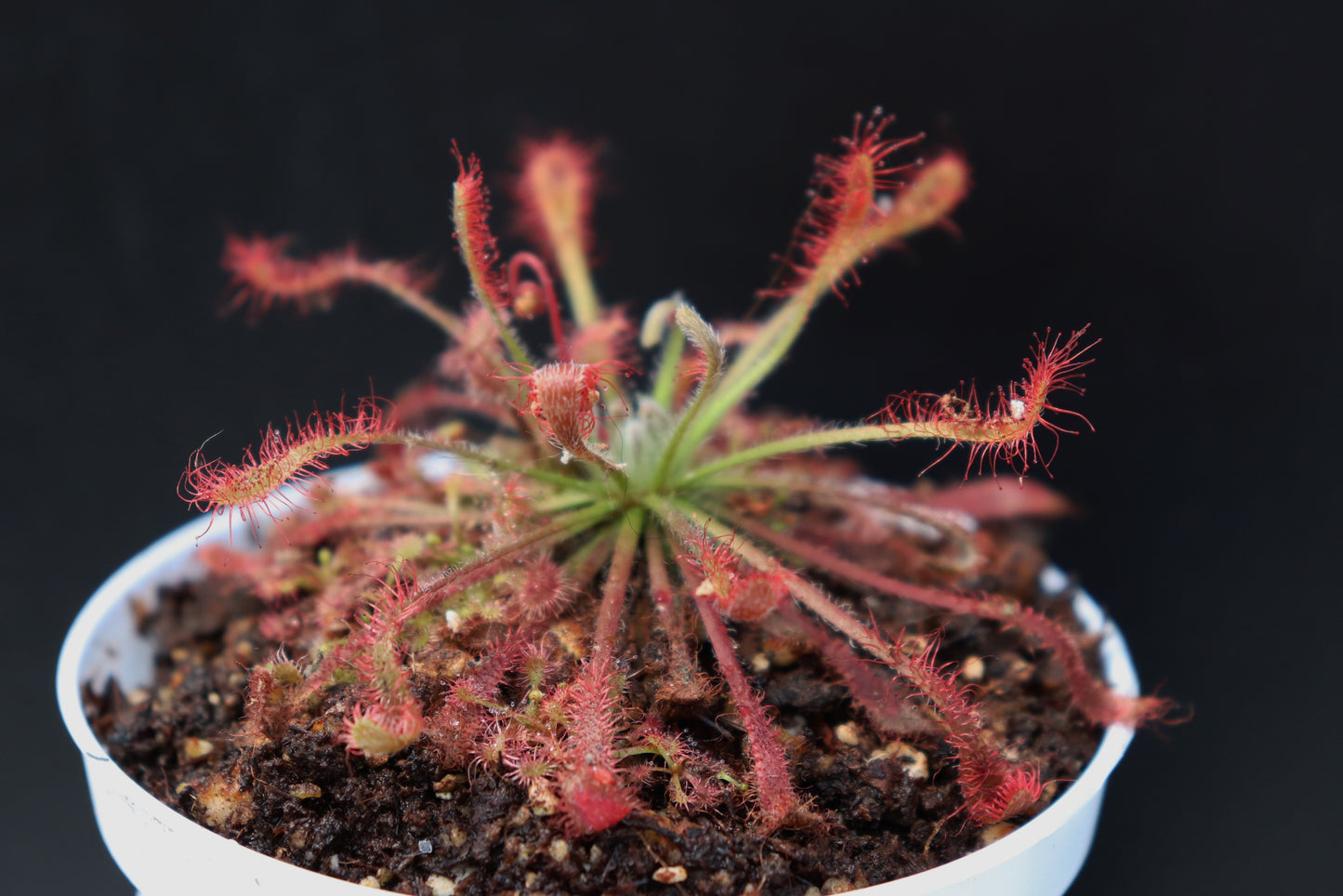 Drosera neocaledonica x oblanceolata