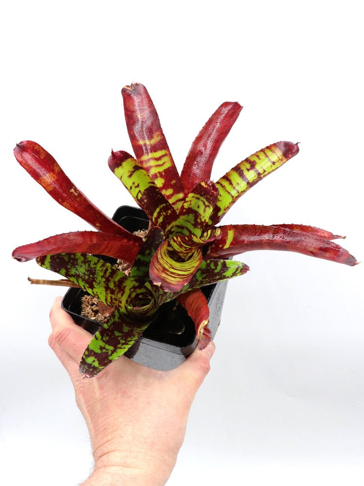 Neoregelia Guacamole